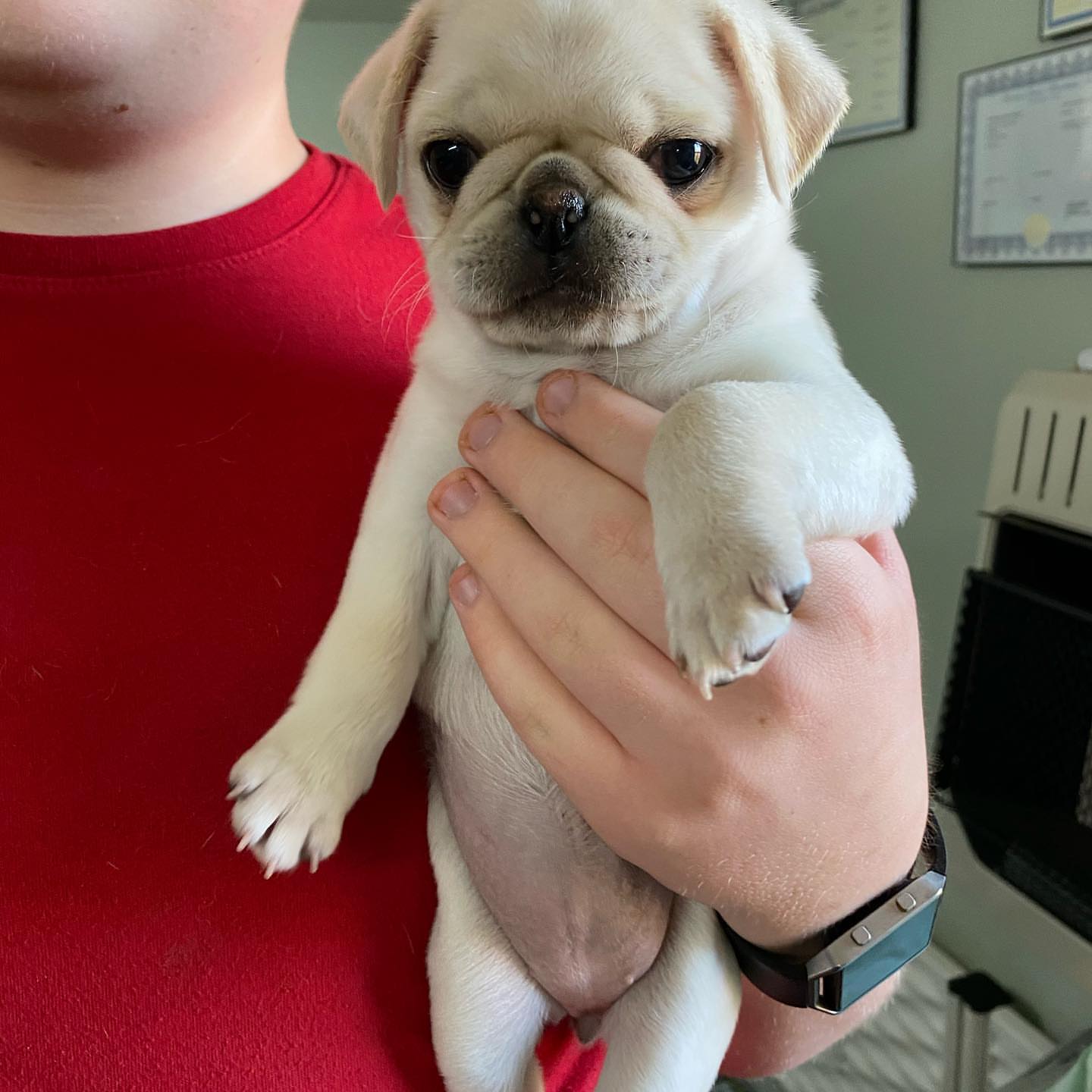 pug puppies for sale pa