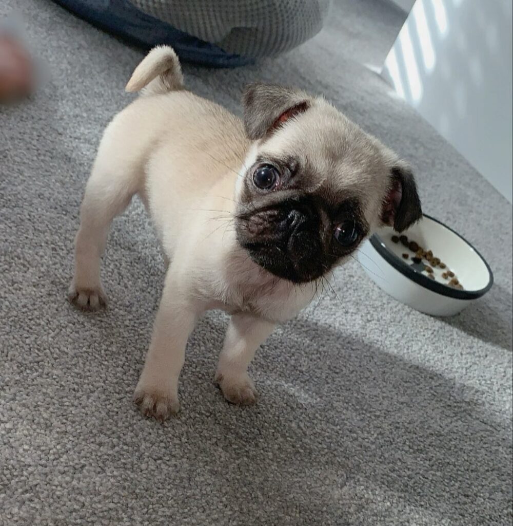 pug puppies for sale california