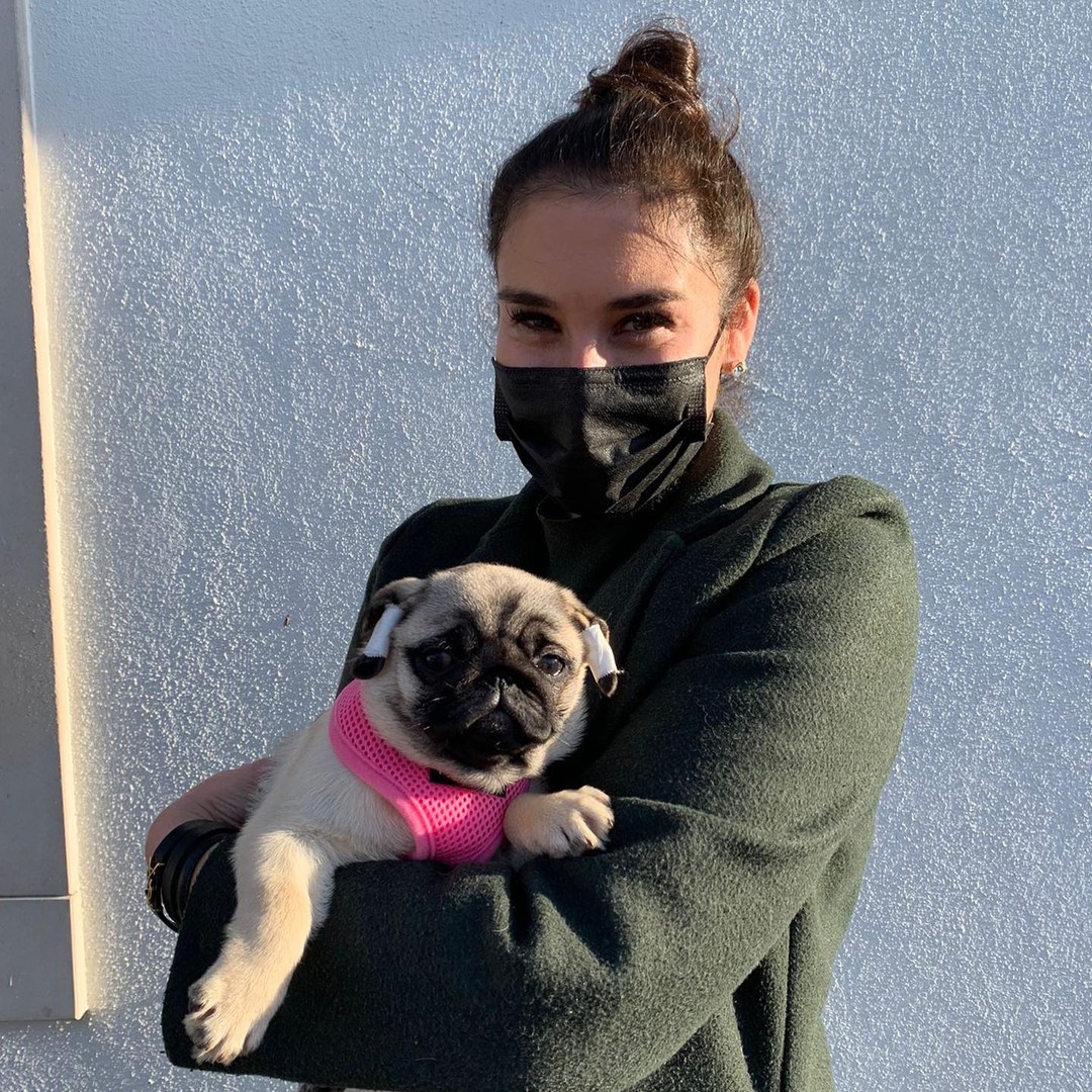 pug puppies for sale okc