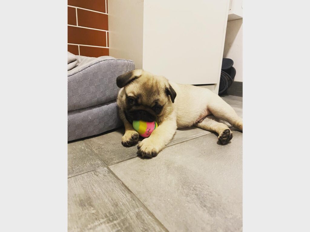 pug puppies for sale oregon