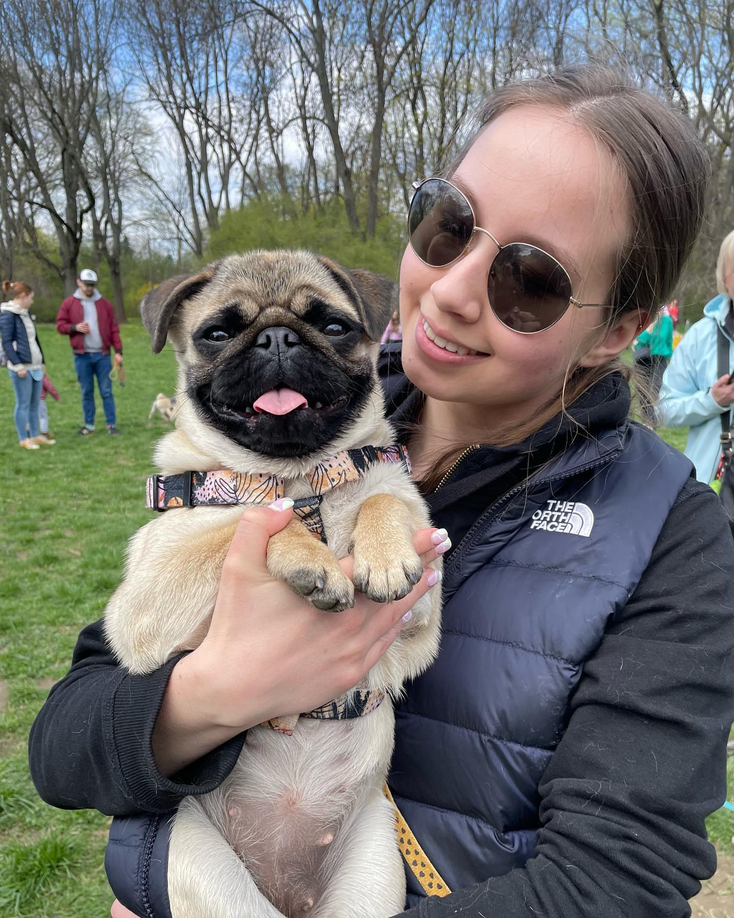 pug puppies for sale in schuylkill haven pa