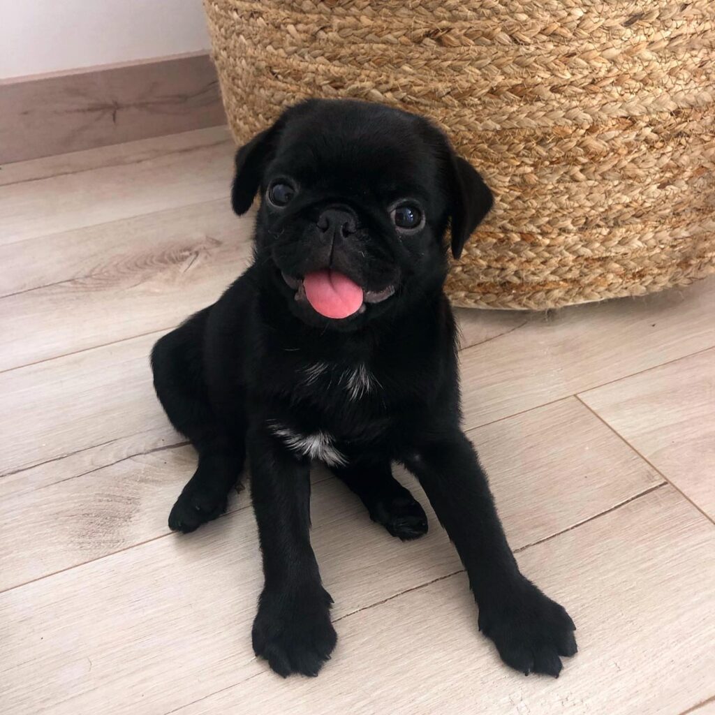 pug puppies for sale calgary