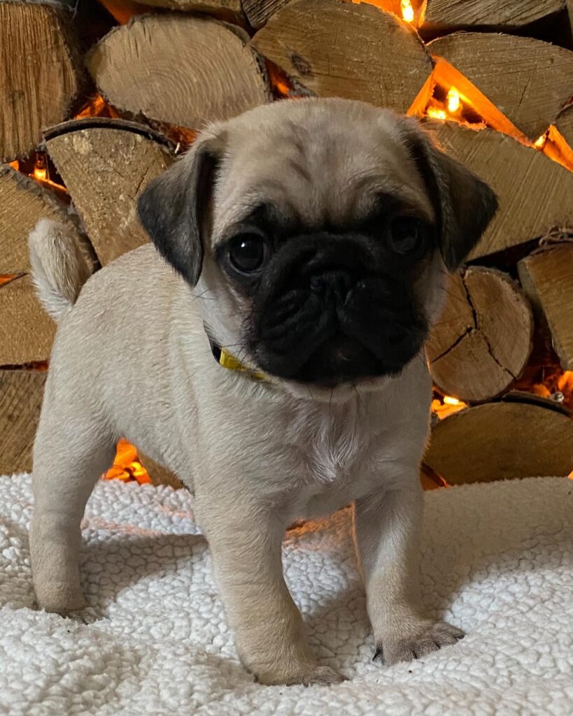pug puppies for sale bakersfield