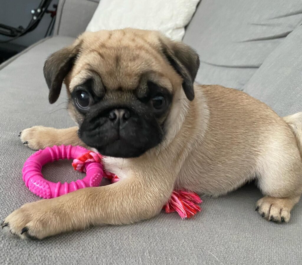 pug puppies for sale in iowa