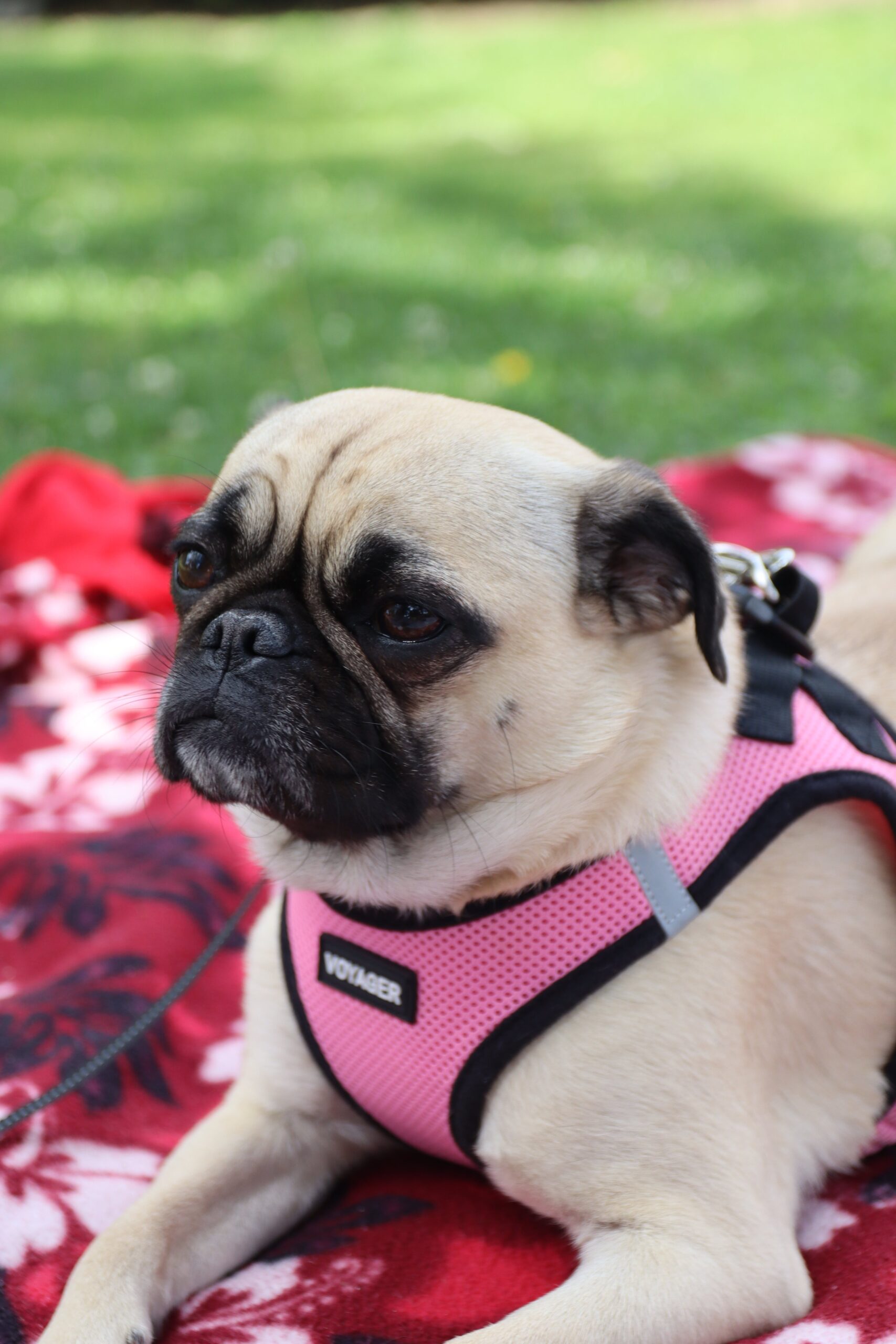 Read more about the article Why Pug are great house dogs
