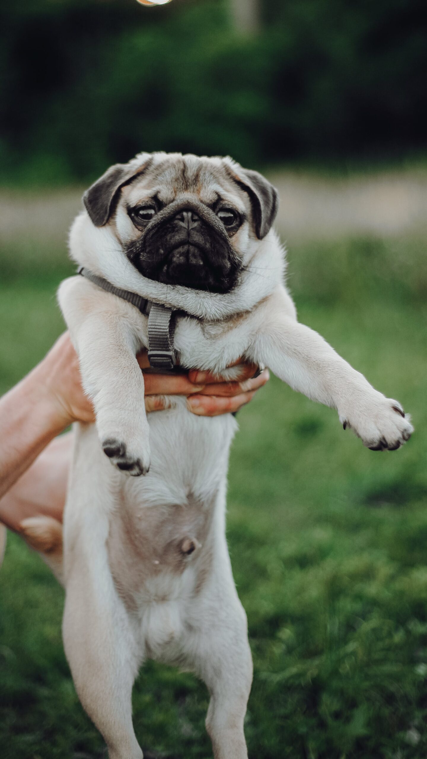 Read more about the article Facts About Pug puppies