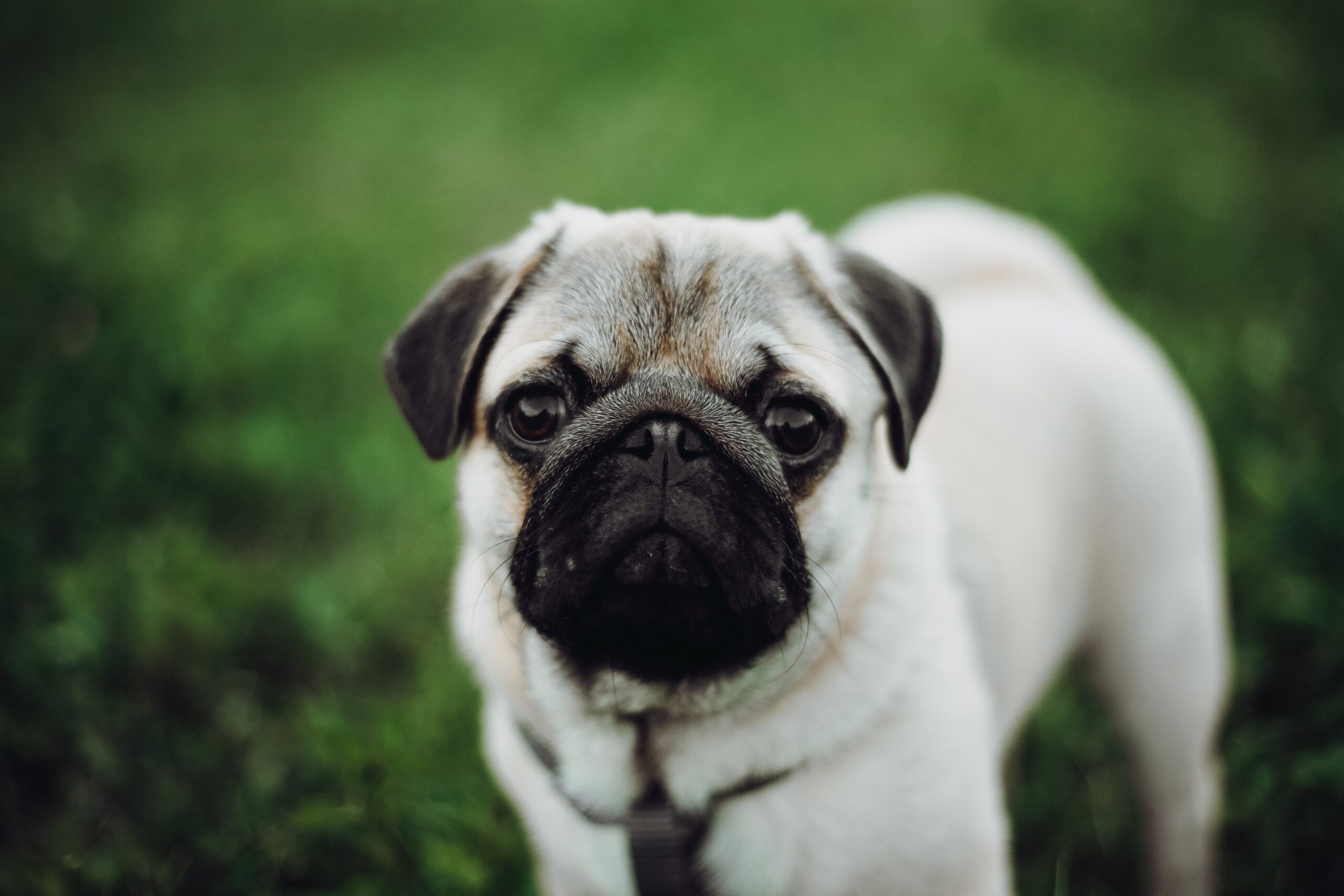 Read more about the article 20 Dog Breeds that are Great in an Apartment .