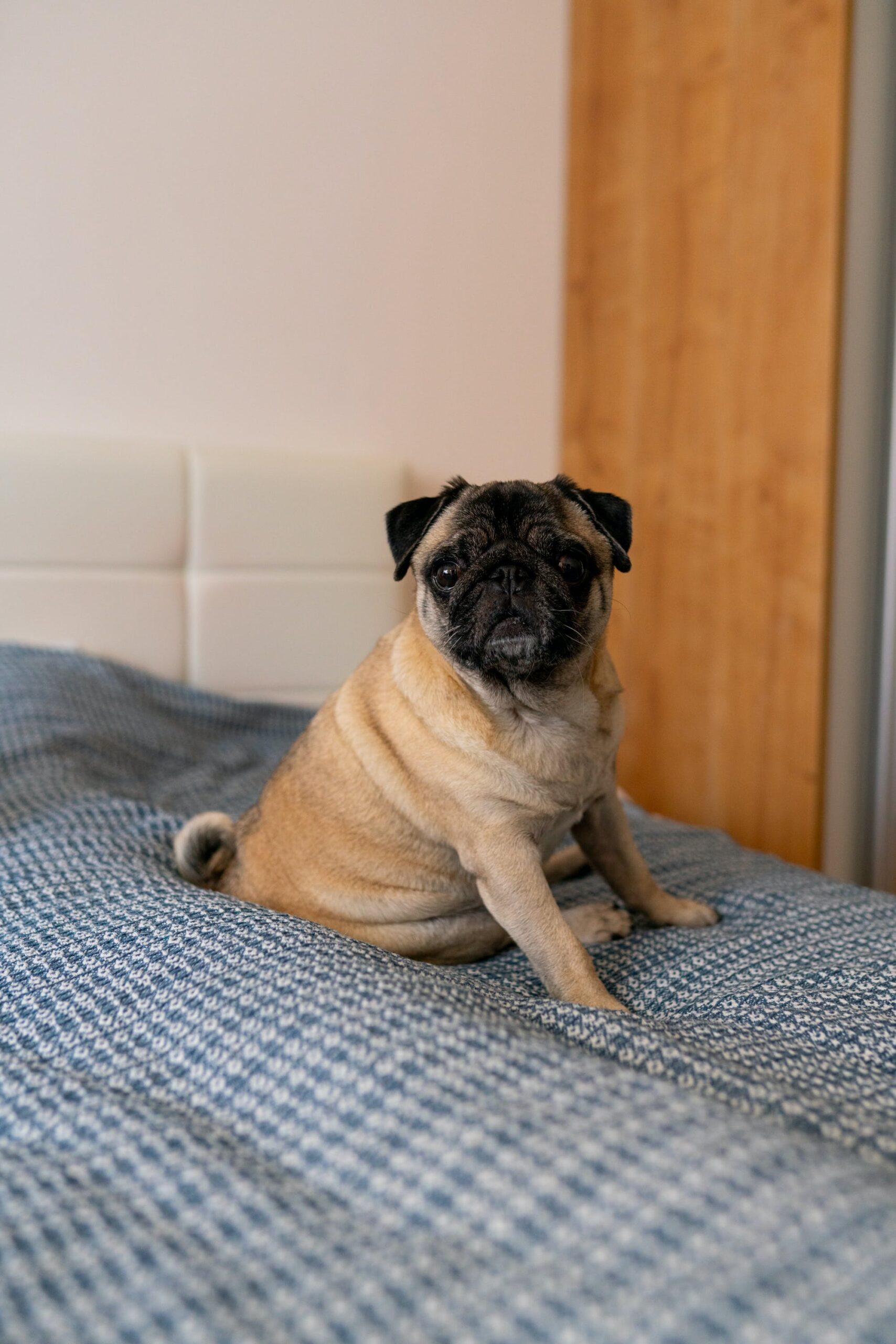 Read more about the article Reasons Getting A Pug Puppy Will Make You Feel Awesome .