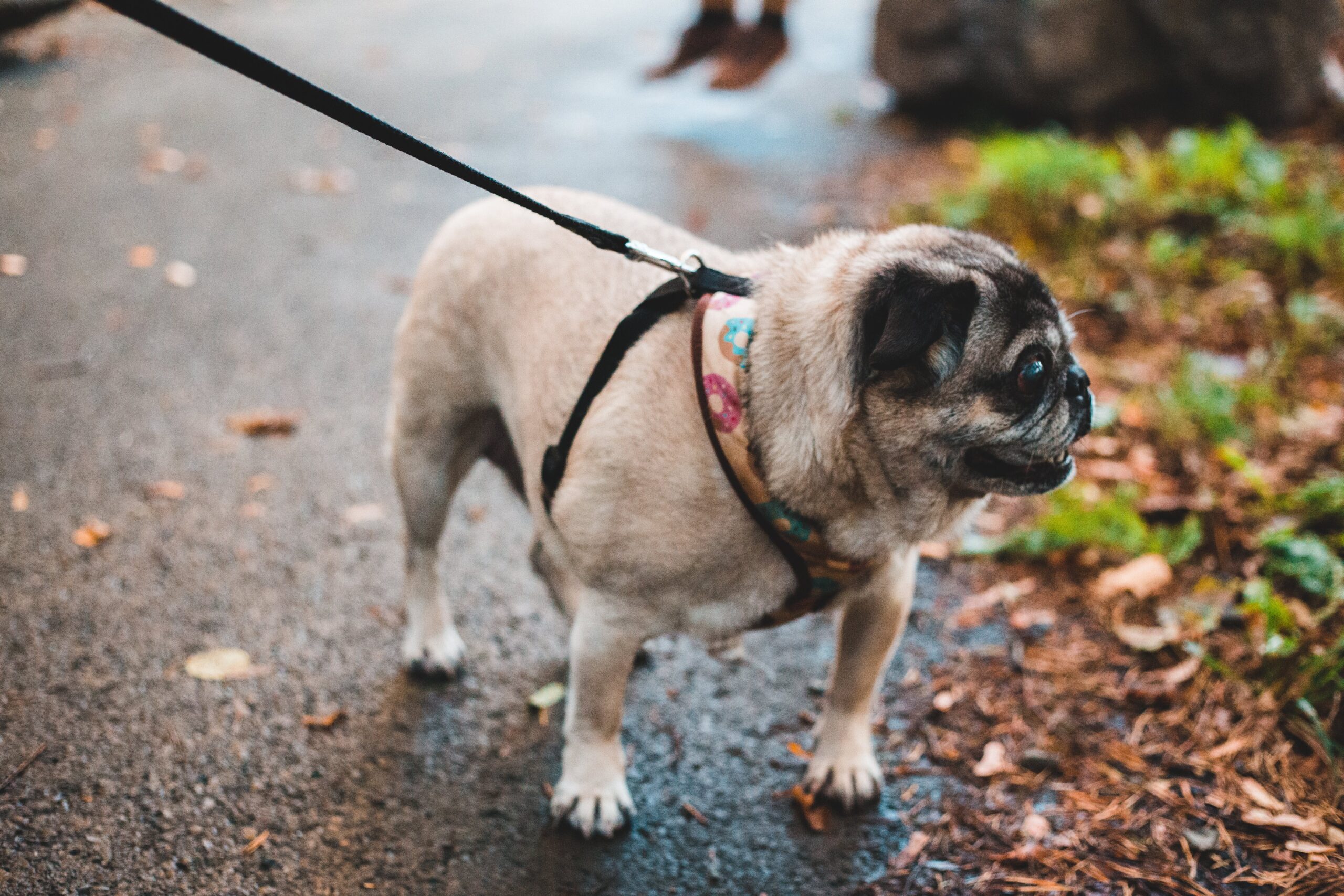 Read more about the article Questions to Ask Yourself Before You Get a Pug Puppy .