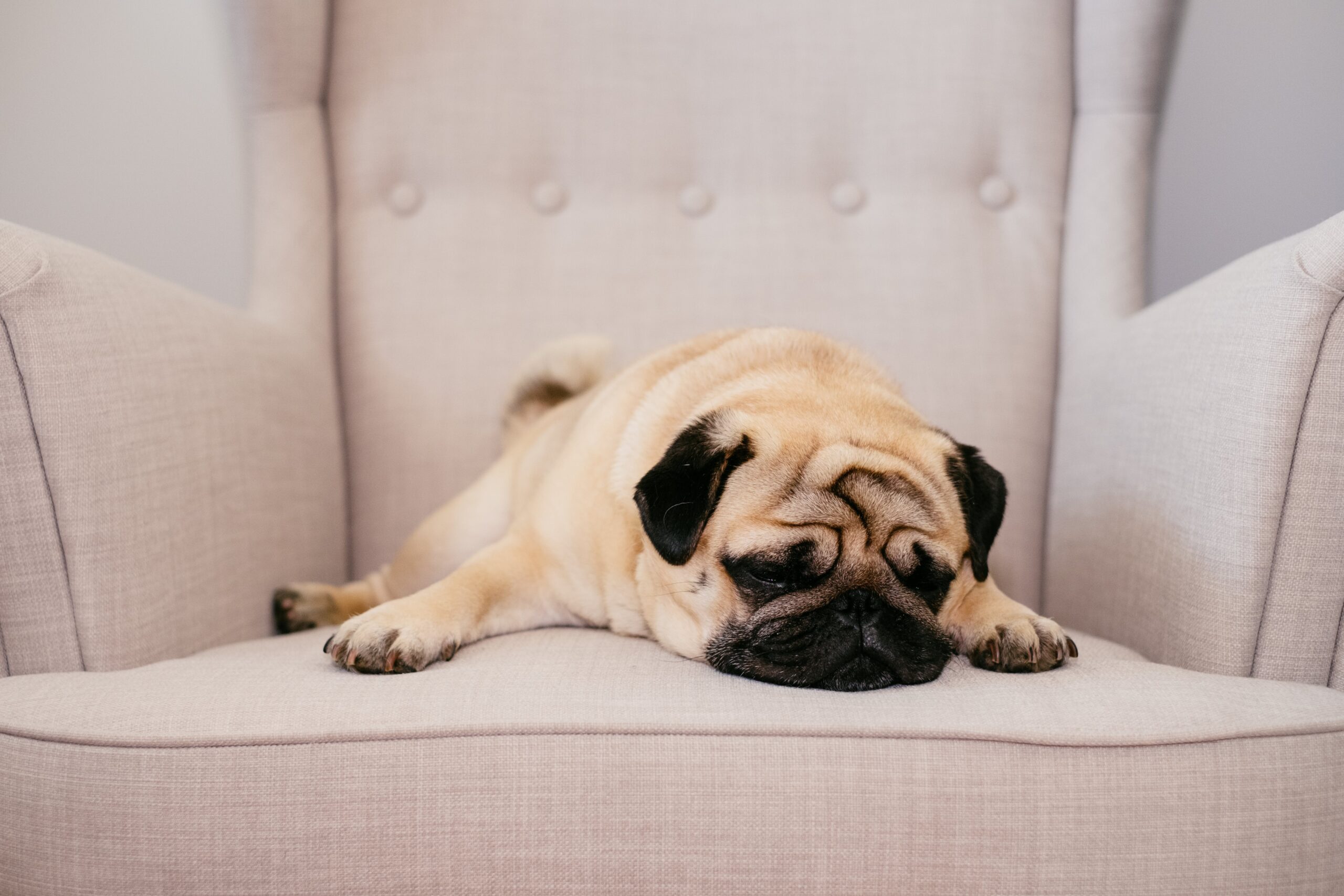 Read more about the article Things to Look for When Buying a Pug Puppy .
