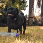 A Guide for First-Time Pug Puppy Owners